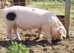 Gloucestershire Old Spot - pig breeds | goris jishebi | ღორის ჯიშები